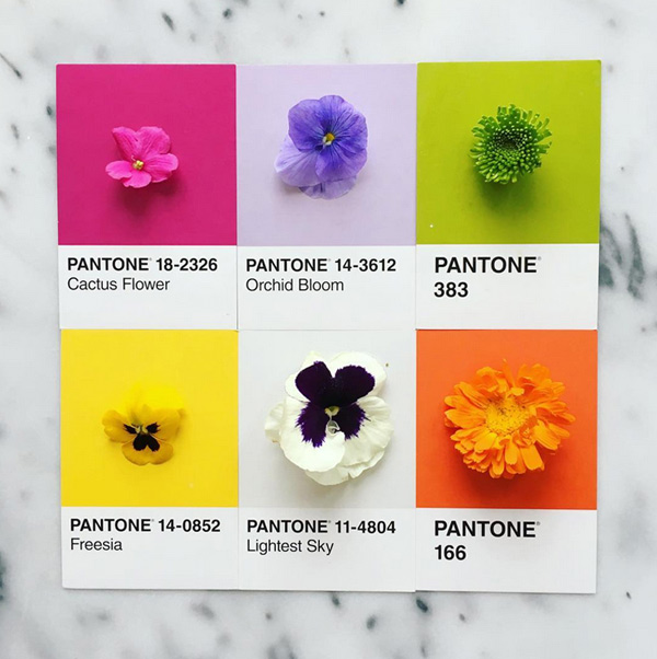 logo-dizajn-pantone5